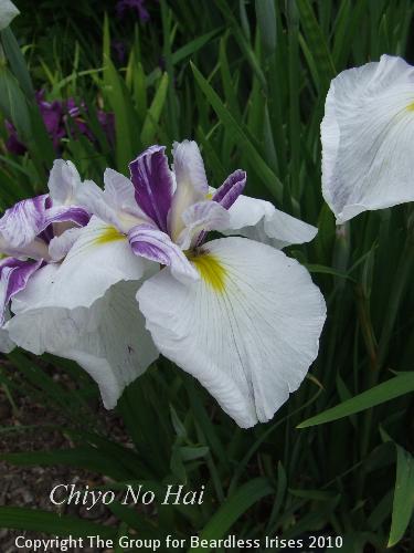 DSCF7408 - Chiyo No Hai